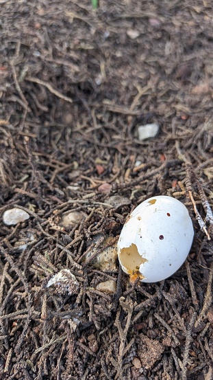 A small broken egg fell from a tree and its insides were eaten by someone. High quality photo