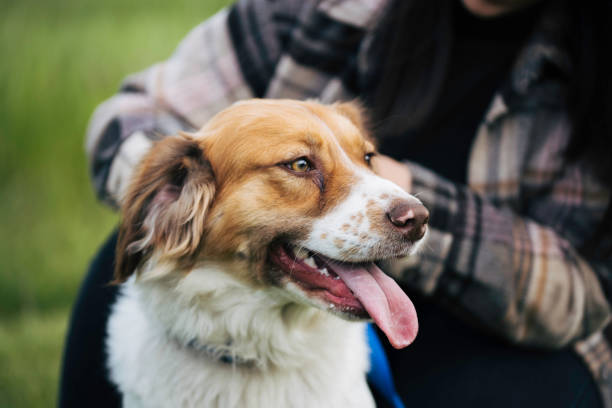 istock Dog and owner love. 1491577952