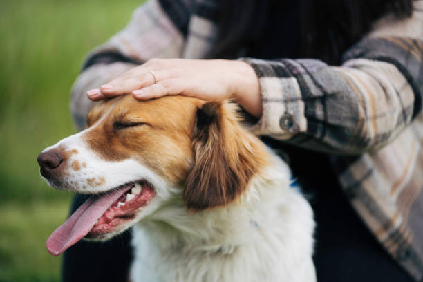 istock Dog and owner love. 1491578521