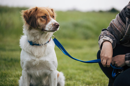 The best summer days are filled with spending time with your favorite pet. The feeling of love and care that is provided during a walk in the park and nature. An incredible feeling of beauty and security. A dog is man's best friend.