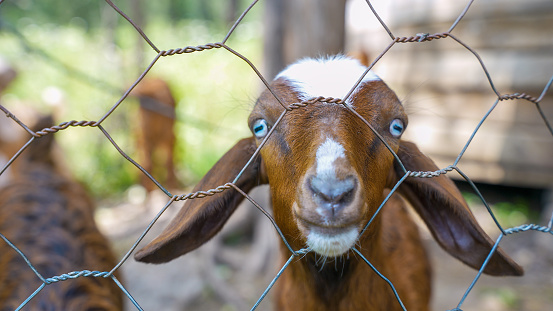 curious hornless goat looking into the camera