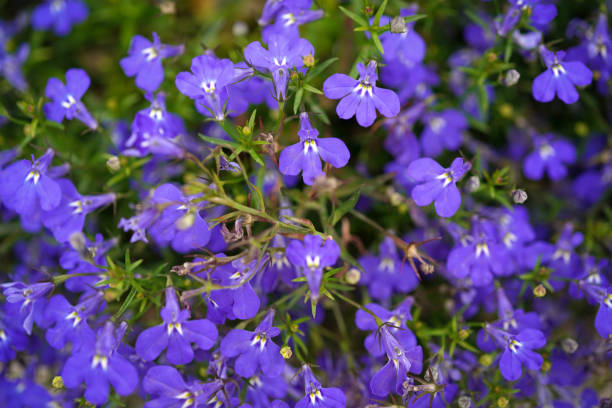 istock purple blooming lobelia flowers 1491581247