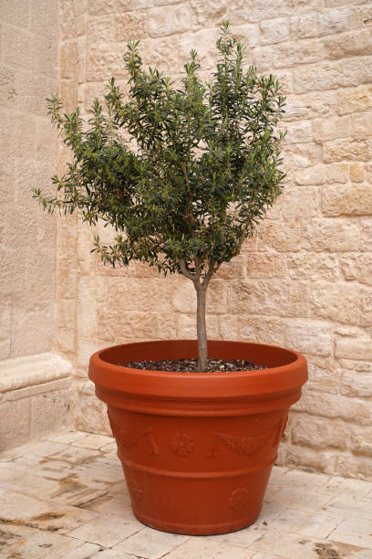 istock olive tree in a clay pot against old stone wall 1491581248