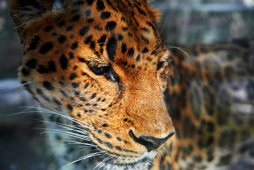 Leopard snout close, sunlight