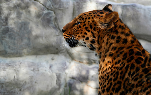 Leopard snout close, profile view