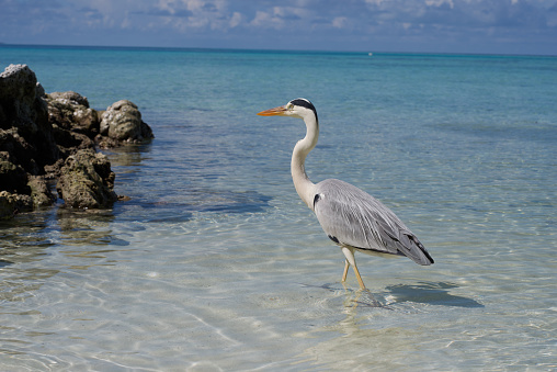heron standing on  legs on  over the Indian Ocean, Maldives