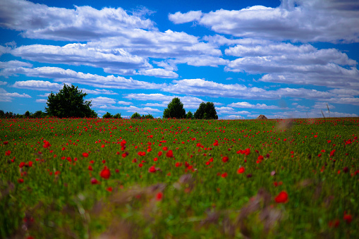 poppy fields and the plowed land design de landscapes on the outskirts of Sebúlcor, a small village in the countryside of the Segovia province.