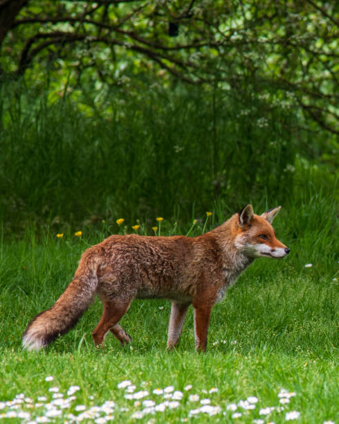 Red Fox in Kew Gardens Red Fox in Kew Gardens kew gardens spring stock pictures, royalty-free photos & images