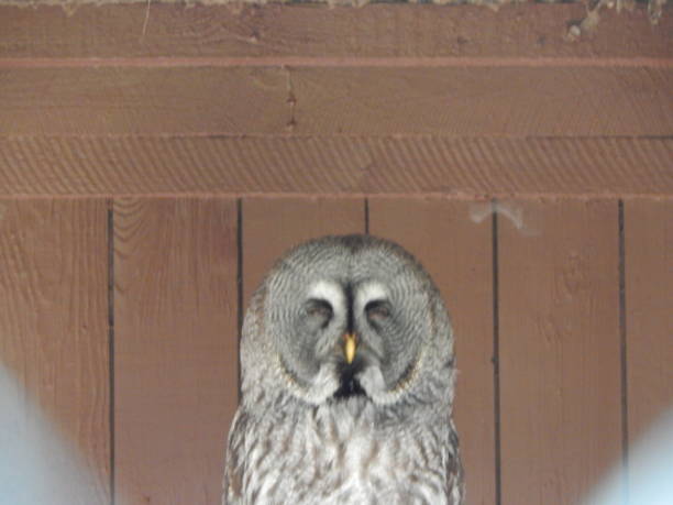 istock Birds of prey in Northern Germany 1491586348