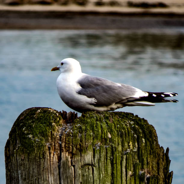 istock Photos of wildlife in Germany 1491586594
