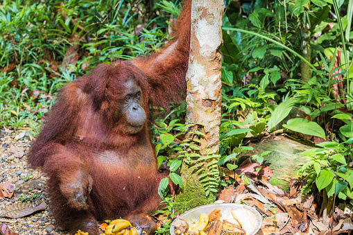 Bornean Orangutan, Pongo pygmaeus in Latin name, semi wild orangutan in Nature Reserve in Kuching, Sarawak, Malaysia