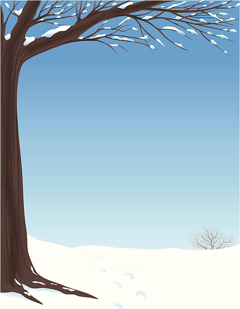 niebieski niebo zimowe drzewa - bare tree winter sunlight backgrounds stock illustrations