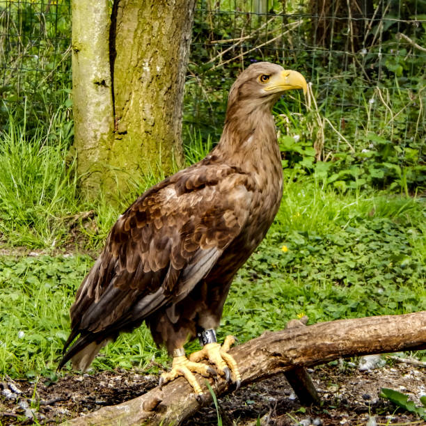 istock Birds of prey in Northern Germany 1491586821