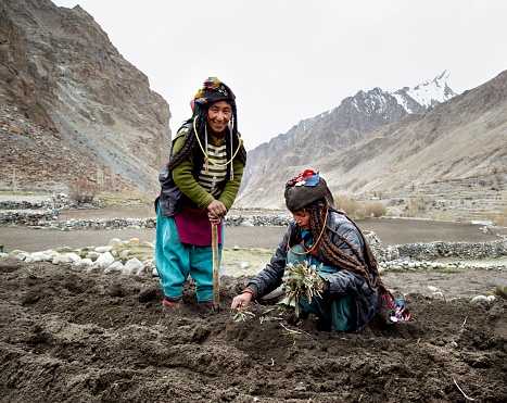 Brokpa region, Ladakh, India-may 2016: Two brokpa women working in the field.sometimes referred to as Minaro, are a small ethnic group mostly found in the union territory of Ladakh.