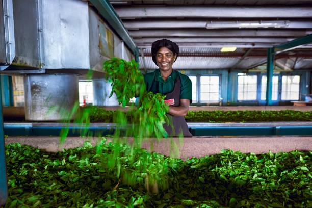 Nuwara Eliya, Sry Lanka-july 2015: A woman working in a tea factory in Nuwara Eliya region.  Nuwara Eliya tea enjoys two ‘quality seasons’, the eastern as well as the western. Nuwara Eliya, Sry Lanka-july 2015: A woman working in a tea factory in Nuwara Eliya region.  Nuwara Eliya tea enjoys two ‘quality seasons’, the eastern as well as the western. nuwara eliya stock pictures, royalty-free photos & images