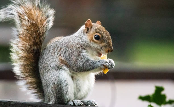 istock Gray squirrel eating a french fry 1491588791