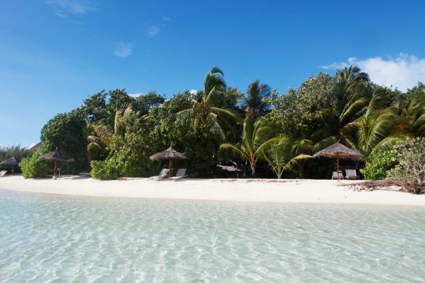 istock Tropical beach with transparent sea water, Maldives 1491588853