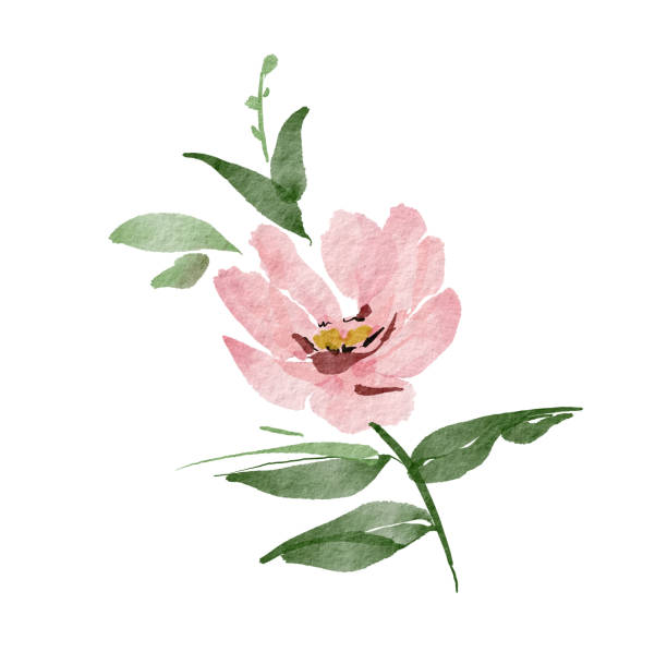 istock Delicate watercolor pink flower, hand painted for cards and design. 1491588870