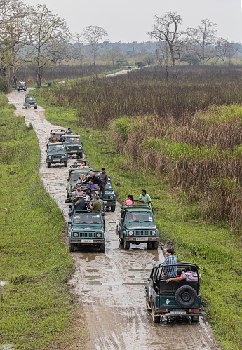 5th April 2023 - Kaziranga NP, India: An unusually busy section of  track (near an entrance/exit) with many open 4x4 safari vehicles with tourists and visitors to the park doing game drives. The track is wet following rain. Kaziranga NationalPark, Assam, India.