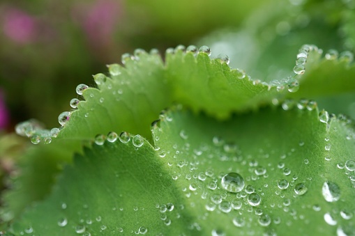 a macro photo with lots of beautiful, smooth, transparent water droplets in the foreground. place for text