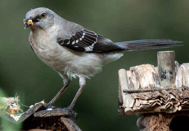 istock Northern Mockingbird on the bird house roof 1491590540
