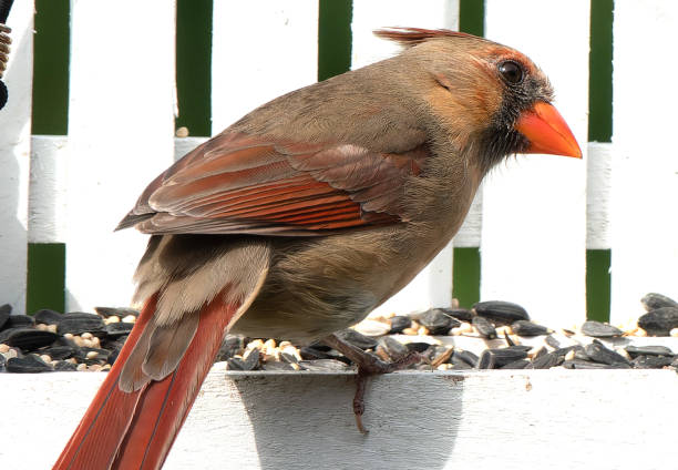 istock A Northern Cardinal on the bird feeder 1491590545