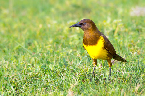 istock brown-and-yellow marshbird on the grass field 1491591571