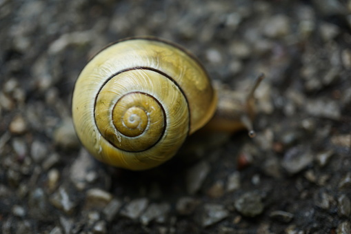 A snail with a striped shell crawls along a long road. Large snail close-up. A snail crawls on the asphalt. A macro photograph of a snail crawling along a walking path.