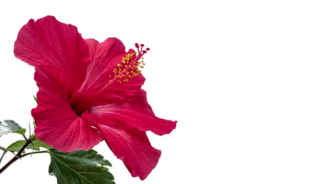 4K time-lapse video of hibiscus blooming against a white  background.