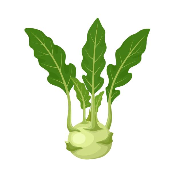 illustrazioni stock, clip art, cartoni animati e icone di tendenza di cavolo rapa - kohlrabi turnip kohlrabies cabbage