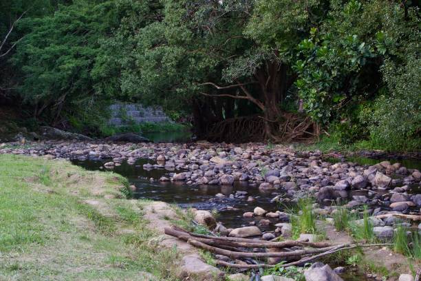 istock Fern and Moss Green, Currimbin Rock Pools, Mount Cougal section, Springbrook, Gold Coast 1491597744