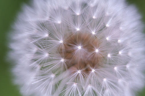 Beautiful dandelions and their flowers close-up on the lawn in the park