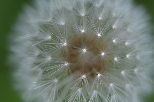 dandelion blowball and flying seeds