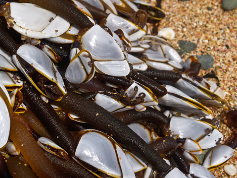 Goose barnacles clustered on piece of oceanic flotsam washed up on beach.