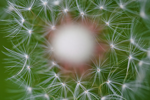 Dandelion flower close up