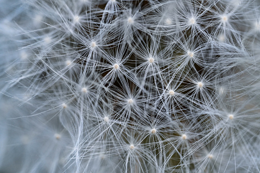 Dandelion flower close up