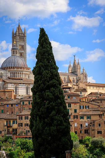 Siena townscape and cypress tree, Tuscany