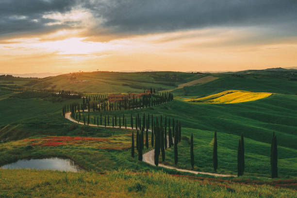 istock Cypress road in Asciano, Tuscany 1491600880