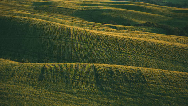 istock Hay field in tuscany 1491600884