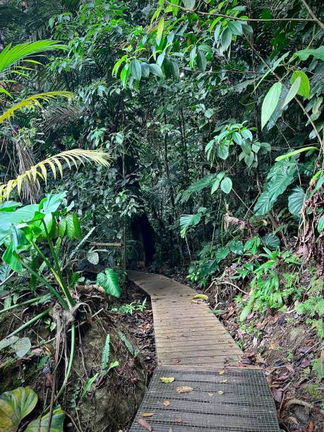 istock Wooden walkway in rainforest 1491601669