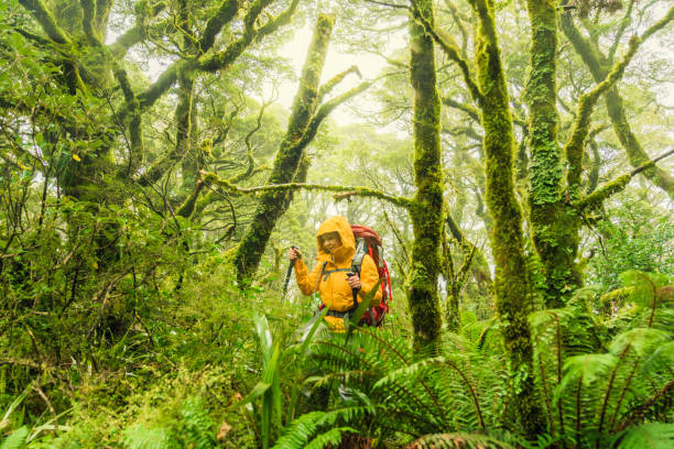 istock Solo Woman Hiker. 1491602622