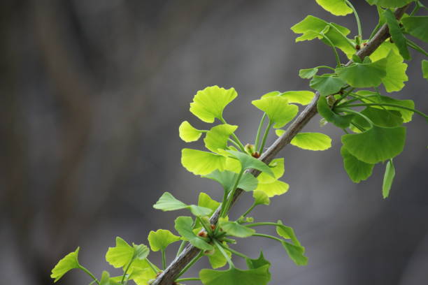 close up of ginkgo leaves on a diagonal branch - ginkgo ginkgo tree chinese medicine healthcare and medicine imagens e fotografias de stock