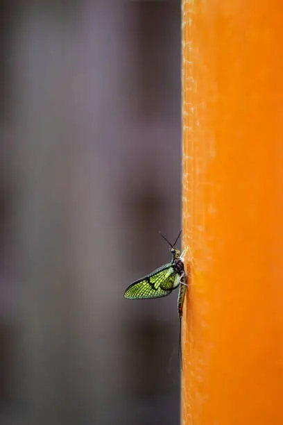 Green drake mayfly, Ephemera danica, on a torii gate at Fushimi Inari Taisha, Kyoto, Japan.