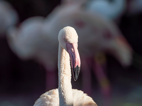 Flamingo bird portrait shot