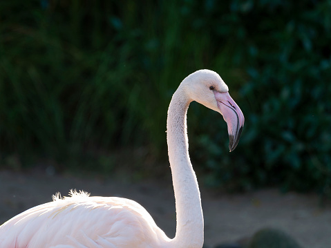 Flamingo bird portrait shot