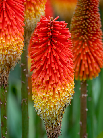 Red Hot Poker Flower Plant - Fiery colored Kniphofia