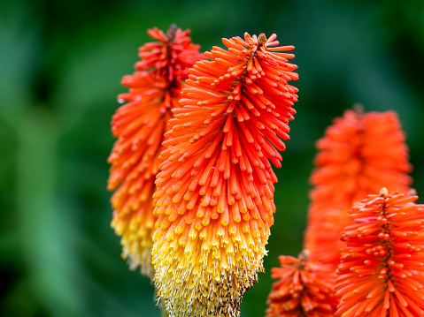 Red Hot Poker Flower Plant - Fiery colored Kniphofia