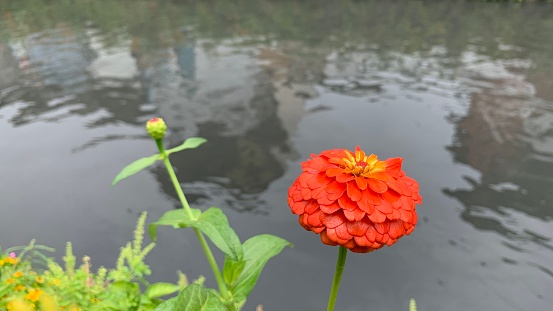 Image from iPhone XR for flowers by the canal.\nTechnique ISO25 f1.8 1:800s.