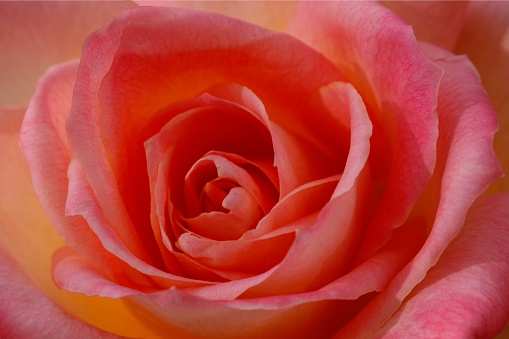 A close up of a beautiful red rose flower