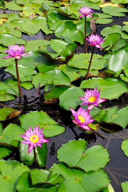 istock Waterlily Flower in Close-up 1491605989